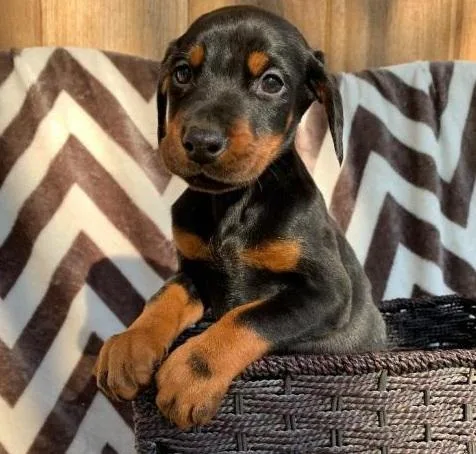 Doberman Puppies aKc Registered BlackBrown Tan