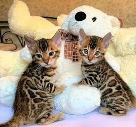 Beautiful Bengal Kittens