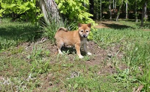 Shiba Inu puppies