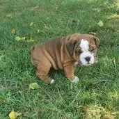 Excellent English Bulldog Puppies available