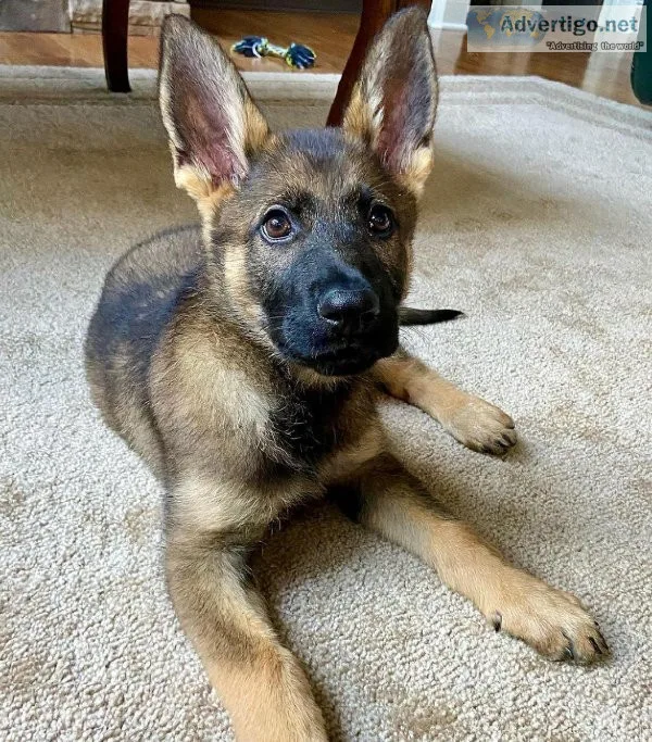 German shepherd puppies