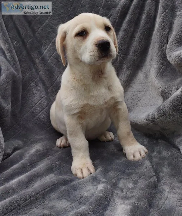 Lab retriever