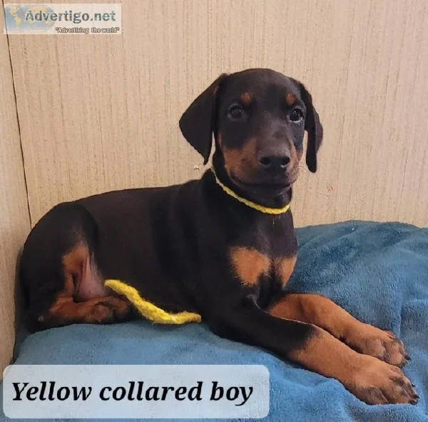 Doberman Pinscher Puppies are AKC registered.