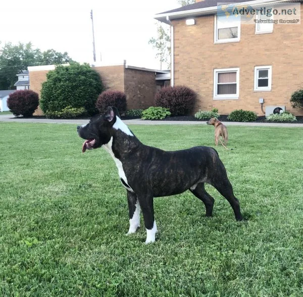 6 Month XL American Bullies for SALE