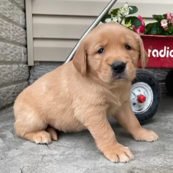 Golden retriever puppy for rehoming