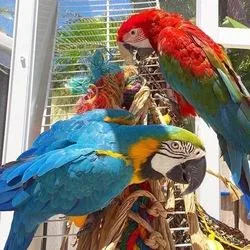 DDADS Blue and gold macaw