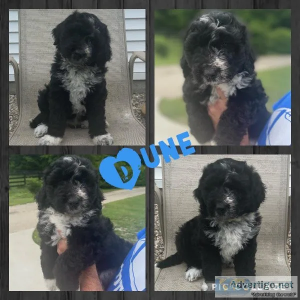 F1 Aussiedoodle