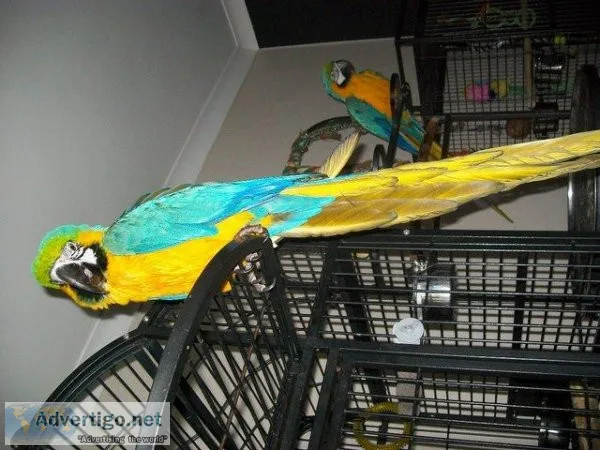 Blue and Gold Macaw Parrots Very Tame Comes with Cage Set Up For