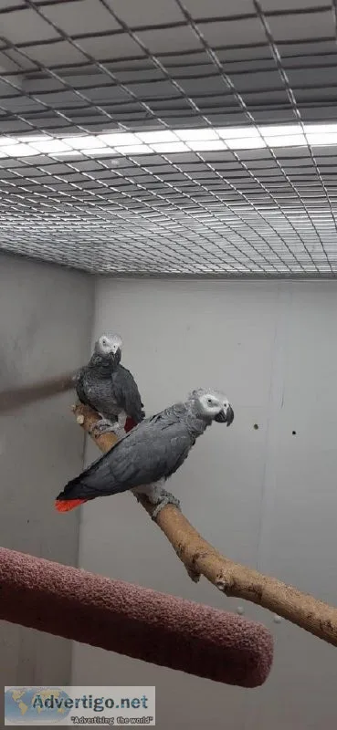 Two Beautiful Hand Reared African Grey Parrot and Cage For Sale.