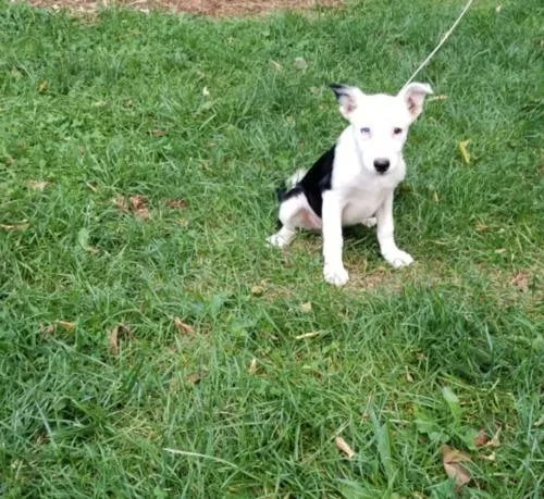Super nice Border Collie puppies.