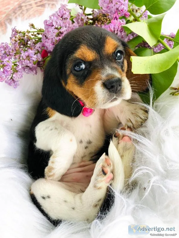 perfect blend Beagle puppies ready