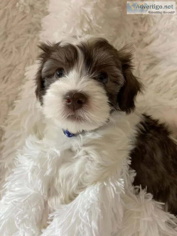 super sweet with excellent temperament.Havanese Puppies