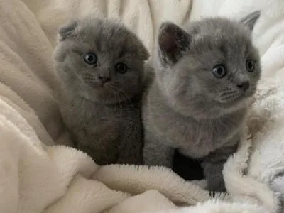 Socialize Scottish fold Kittens