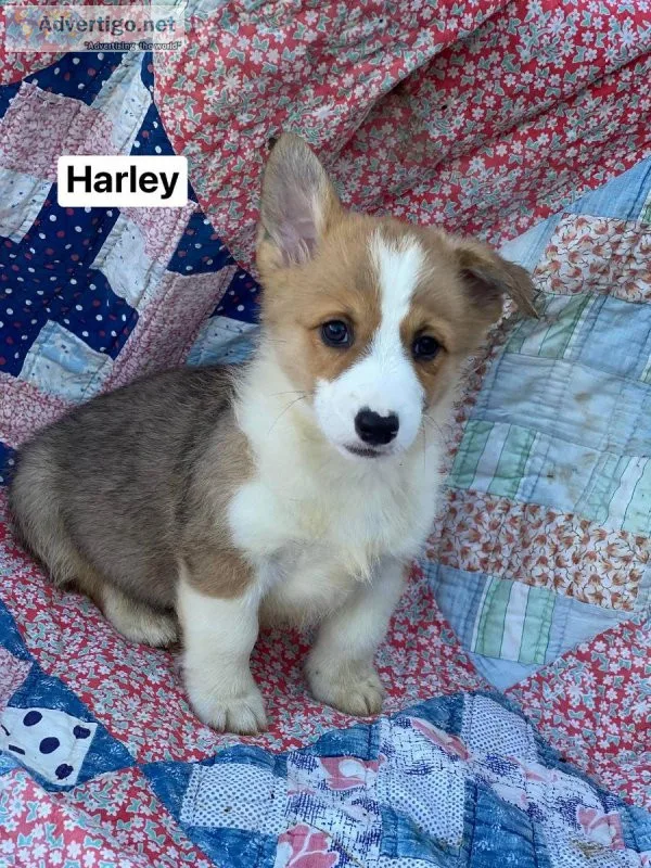 AKC registered and up to date on all shots Pembroke Welsh Corgi