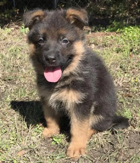 German Shepherd Puppies