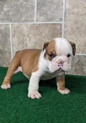 AFDDFS Lovely English Bulldog Puppies available