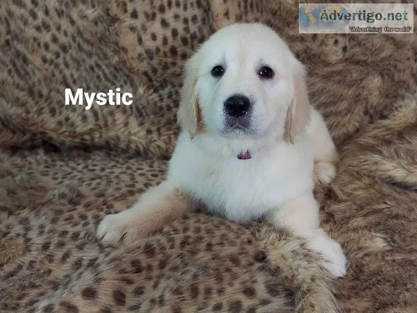 Now ready new furever home Golden Retriever Puppies