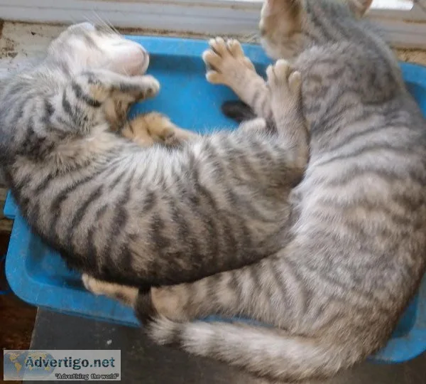 Four male brown tabby kittens