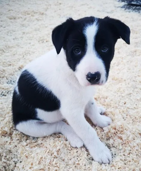Gorgeous Border Collie Puppies For Sale