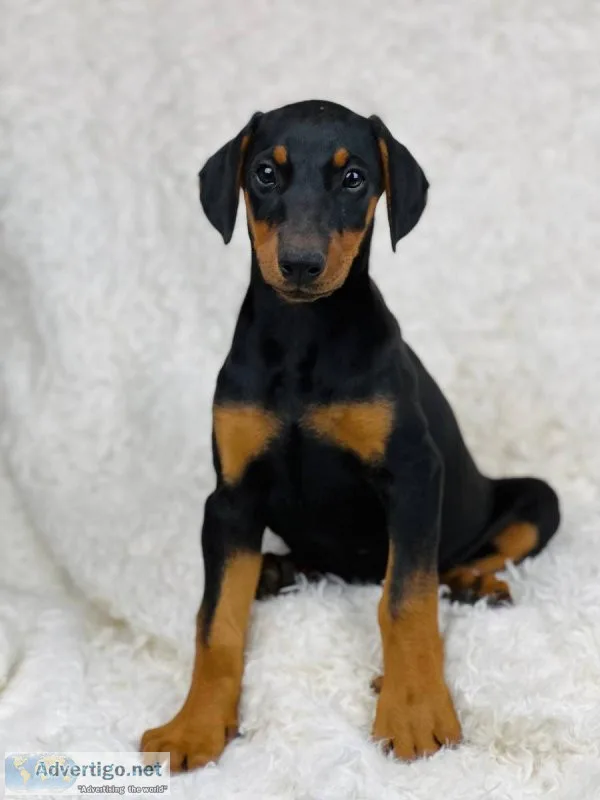 beautiful Black and Rust AKC Doberman Pinscher.