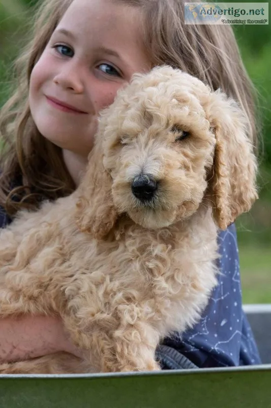 Poodle Puppies  AKC registered. Played with and loved by our chi