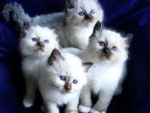 Seal Point Birman Kittens