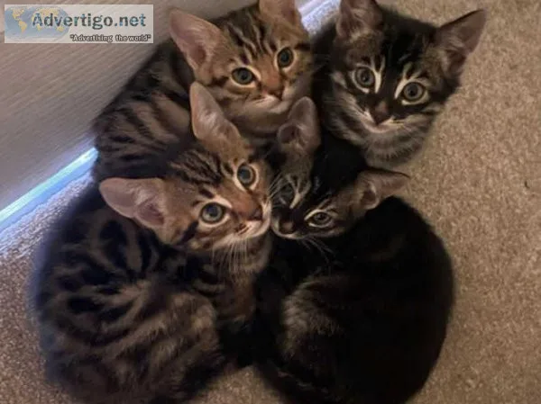 Bengal Kittens For Adoption.