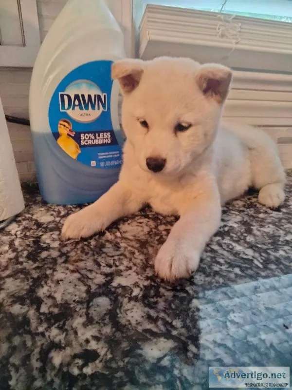 stunning Shiba Inu puppies ready