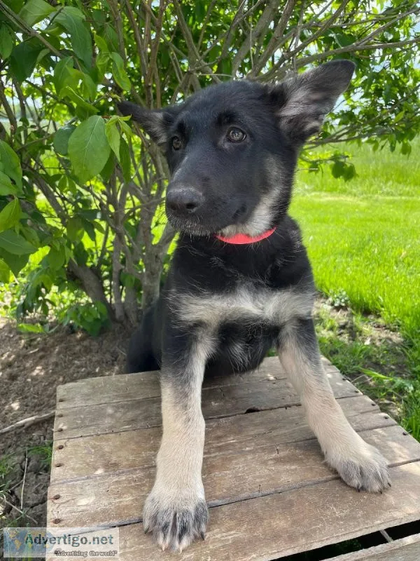 This stunning litter German Shepherds available