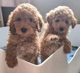 Poodle Puppies  for rehome