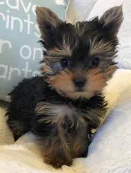 ssduu Sweet Darling Yorkies Pupps