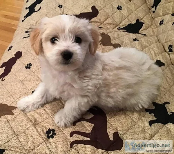 Home raised sweet little girl Havanese