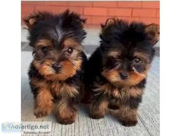 Teacup Yorkie Puppies