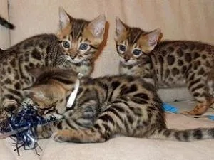 gfgfgfd Very Cute Bengal Kittens