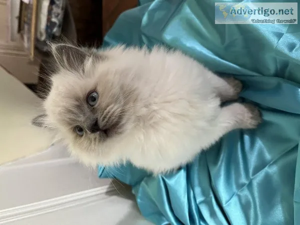 Ragdoll Kittens