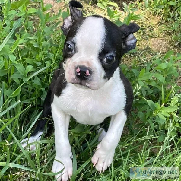 We have amazing Boston Terrier puppies looking for forever home.
