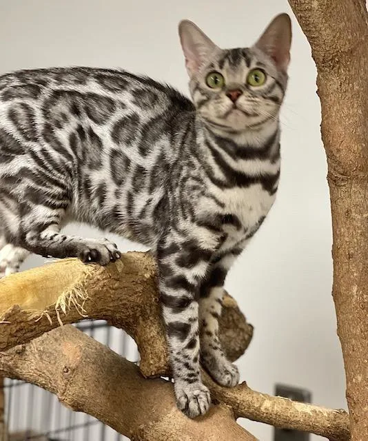 Bengal breeder adult available