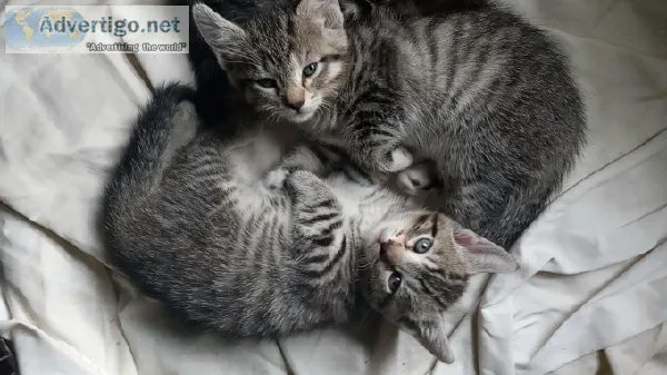 Kittens