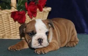 Trained English Bulldog Puppies