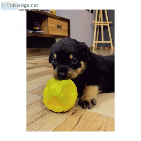 Puppies Rottweilers Rotties ready to go.