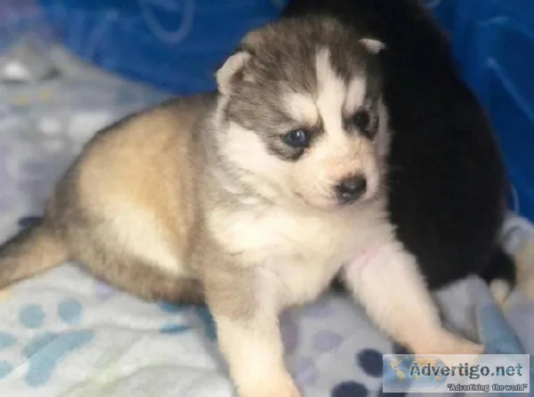 well socialized.blue eyes Siberian Huskies