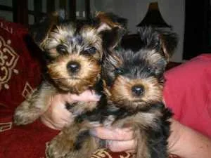 Adorable Teacup Yorkie Puppies available