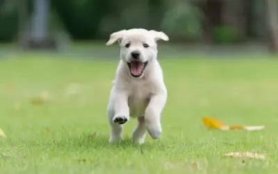 Aging Dogs and Declining Curiosity