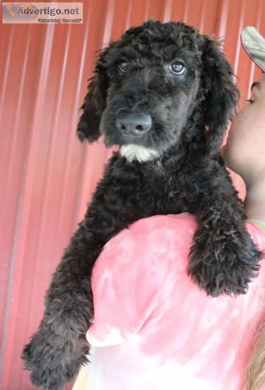 Mini Whoodle girl Savannah