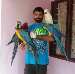 Baby parrot for sale