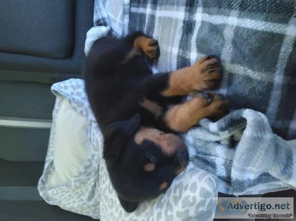 Puppy Rottweiler