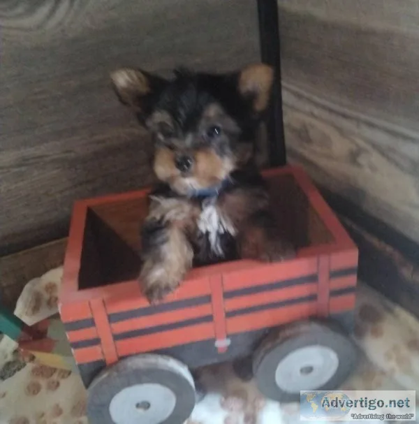 loving and playful Yorkshire Terriers