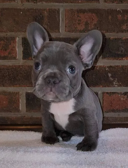 gorgeous girlboy French Bulldogs