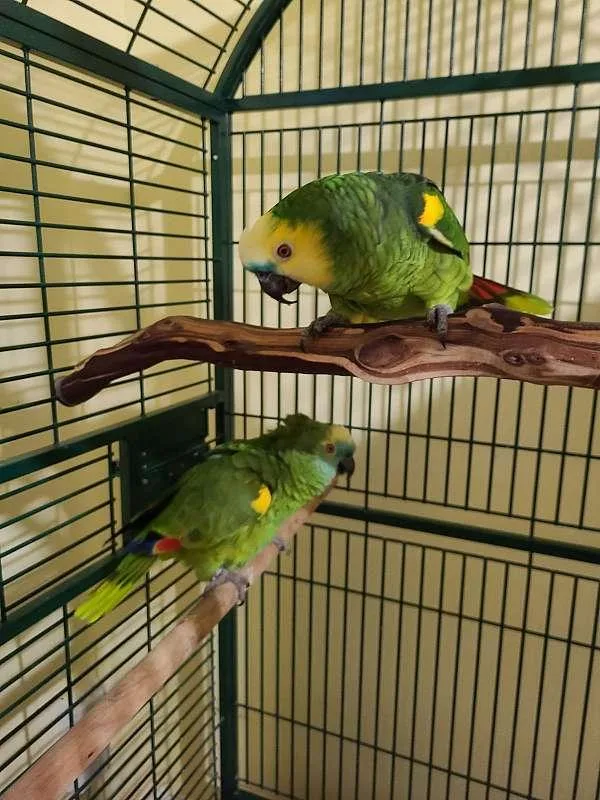 Blue nape amazon parrot