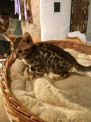 Bengal Kittens Available For New Homes